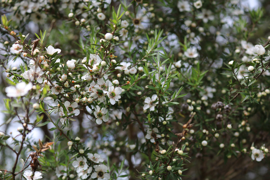A discovery in the East Cape wilderness