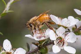 Unlocking the Power of Manuka Oil: Everything You Need to Know