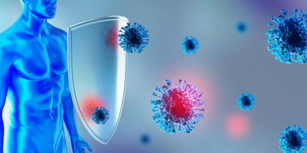 Mānuka Oil Antimicrobial Properties — What the Science Actually Says