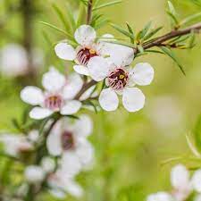 Mānuka Oil: Benefits, Uses, and Safety — The Complete Guide